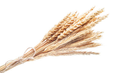 Ripe wheat-rye ears isolated on white