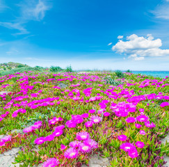 Pink flowers and blue sky in Platamona beach