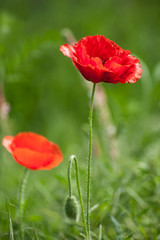 closeup of poppies in a meadow at spring