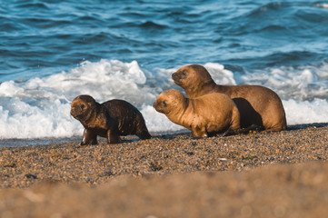 Obraz premium Sea Lion Baby in Peninsula Valdes , Unesco World Heritage Site, Patagonia, Argentina.