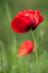 closeup of poppies in a meadow at spring