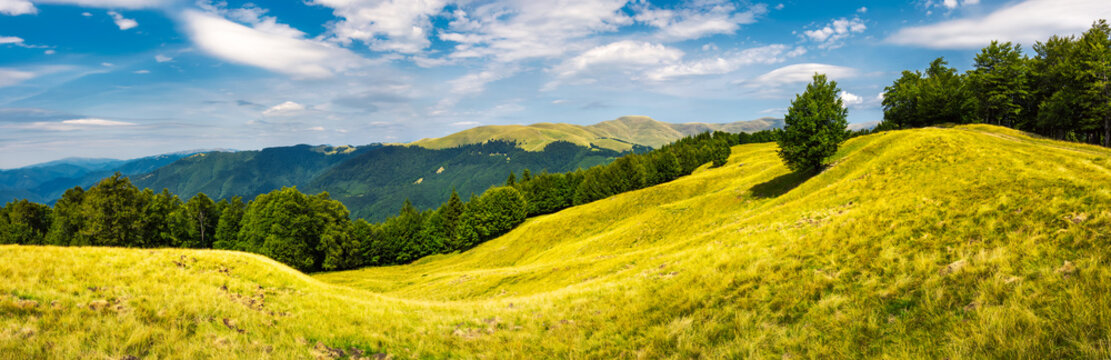 panorama of trees on the grassy hillside. Svydovets mountain ridge in the distance. beautiful summer afternoon nature scenery of Carpathian mountains, Ukraine