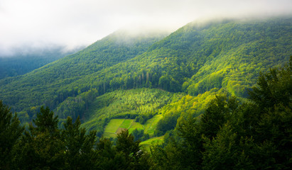 mountain pine forest and glade in the morning fog and sunrise light © Pellinni