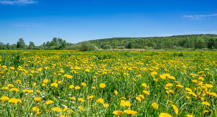 Blue sky and field of dandelion, spring landscape