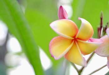 Flowers of Plumeria there are many colors in the same flower.Planted into ornamental plants at home or for gardening.