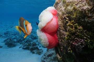 A clownfish with a sea anemone underwater, Pacific ocean, Polynesia, Rarotonga, Cook islands