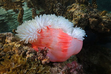 A Magnificent sea anemone underwater, Heteractis magnifica, Pacific ocean, Polynesia, American Samoa