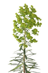  Euphorbia martinii flowers