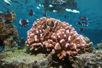 Obraz premium Pink cauliflower coral with tropical fish (damselfish) in shallow water, Pacific ocean, Polynesia, American Samoa