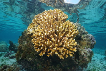 Naklejka na ściany i meble Pocillopora cauliflower coral underwater, Pacific ocean, Huahine lagoon, French Polynesia