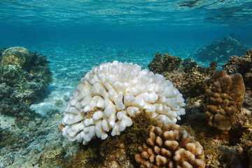 Fototapeta premium Koral Pocillopora wyblakły pod wpływem El Nino na Oceanie Spokojnym, Polinezji, Samoa Amerykańskim