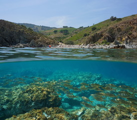 Obraz premium Rocky coast with a pebble beach and a school of fish underwater, split view above and below water surface, Mediterranean sea, Marine reserve of Cerbere Banyuls, Pyrenees Orientales, France