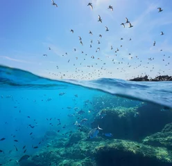 Wanddecoratie Onder water Seabirds (Mediterranean gulls ) flying in the sky and a shoal of fish with rocks underwater sea, split view above and below water surface, Spain, Costa Brava  © dam