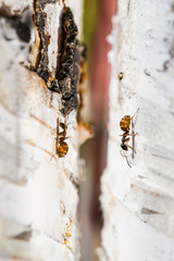 nsects common ants close-up, macro on white birch bark, spring, summer landscape
