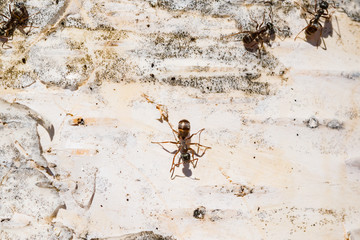 nsects common ants close-up, macro on white birch bark, spring, summer landscape
