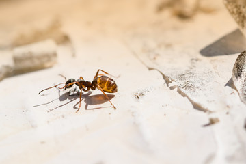nsects common ants close-up, macro on white birch bark, spring, summer landscape
