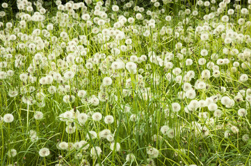 field with dandelions