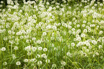 Fototapeta premium field with dandelions