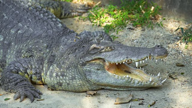 Wild Crocodile Sunning Himself in the Sand