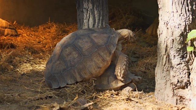 Giant Tortoises. 4k video
