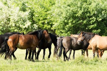 Obraz na płótnie Canvas Horses on meadow