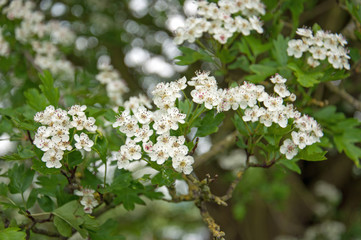 Summertime flowers blooming.