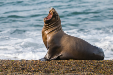 Sea lion Male in colony, patagonia Argentina
