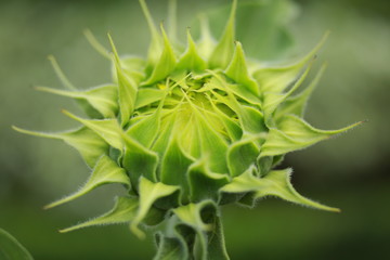 ヒマワリのつぼみ