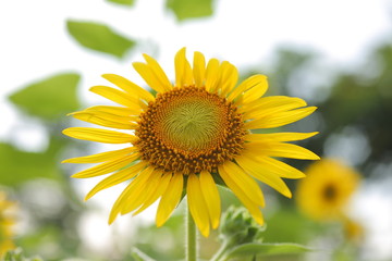 ひまわり　サンフラワー　花　黄色