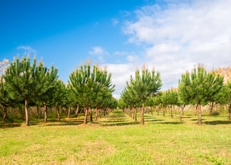 Trees lined and cultivated