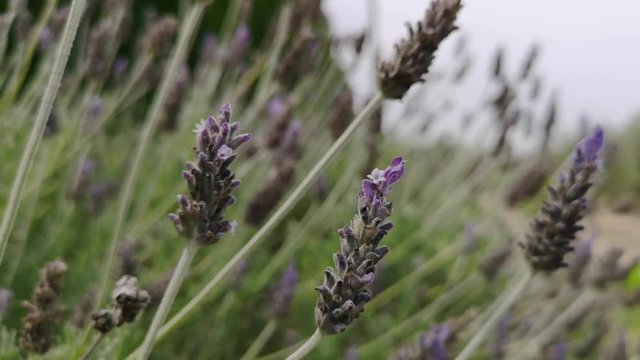 lavanda azotada por el viento