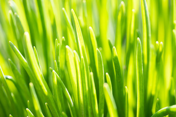 Fototapeta na wymiar Green grass on blurred background. Close-up.