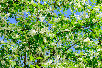 Bird cherry tree in the courtyards in St. Petersburg houses