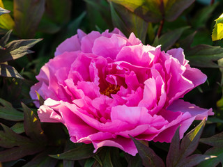 Pfingstrosenbl&uuml;te