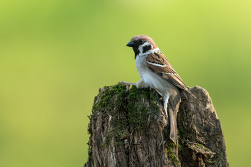 Eurasian tree sparrow, Passer montanus