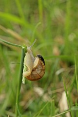 Larve des Großen Leuchtkäfers (Lampyris noctiluca) greift junge Weinbergschnecke an
