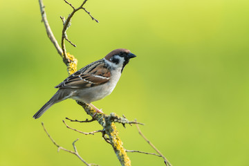 Eurasian tree sparrow, Passer montanus