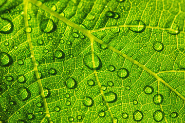 Water drops on fresh green leaf texture as background