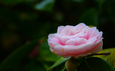 A pink flower (Pink rose) with green leafs in garden. A beautiful flora blooming in garden.