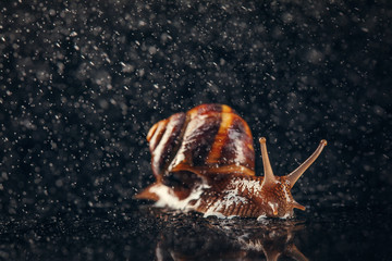 Garden snail and water rain drops on abstract black background