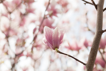 Closeup of magnolia tree blossom with blurred background and warm sunshine