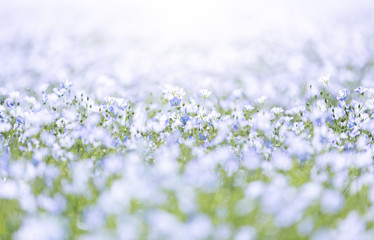 Field of Flax flowers
