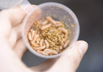 The transparent plastic container with a natural bait is in the fishers hand. The maggots are in a small box with sawdust. It is a congestion of the larvae of a flies.
