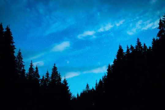 Fototapeta Black forest with trees over blue night sky with many stars. Milky way on background