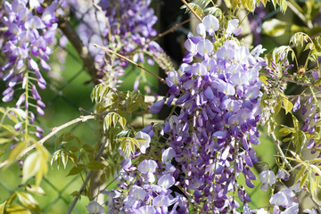 purple Wisteria in bloom in Spring