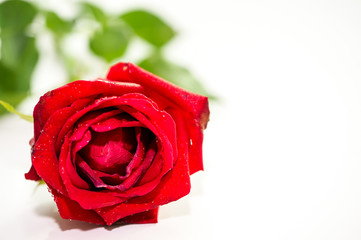 rose red on white background