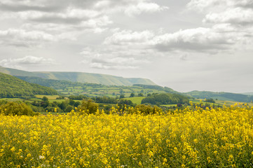 Yellow canola fields in the English countryside.