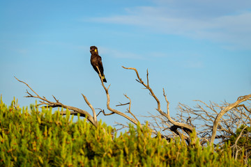 Yellow-tailed black cockatoo © myphotobank.com.au