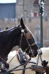 Obraz premium Belgium, Bruges, 10 Apr'18. Black and white horses with carriages waiting for tourist for city tour under sunlight. Editorial