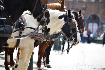 Belgium, Bruges, 10 Apr'18. Black and white horses with carriages waiting for tourist for city tour...